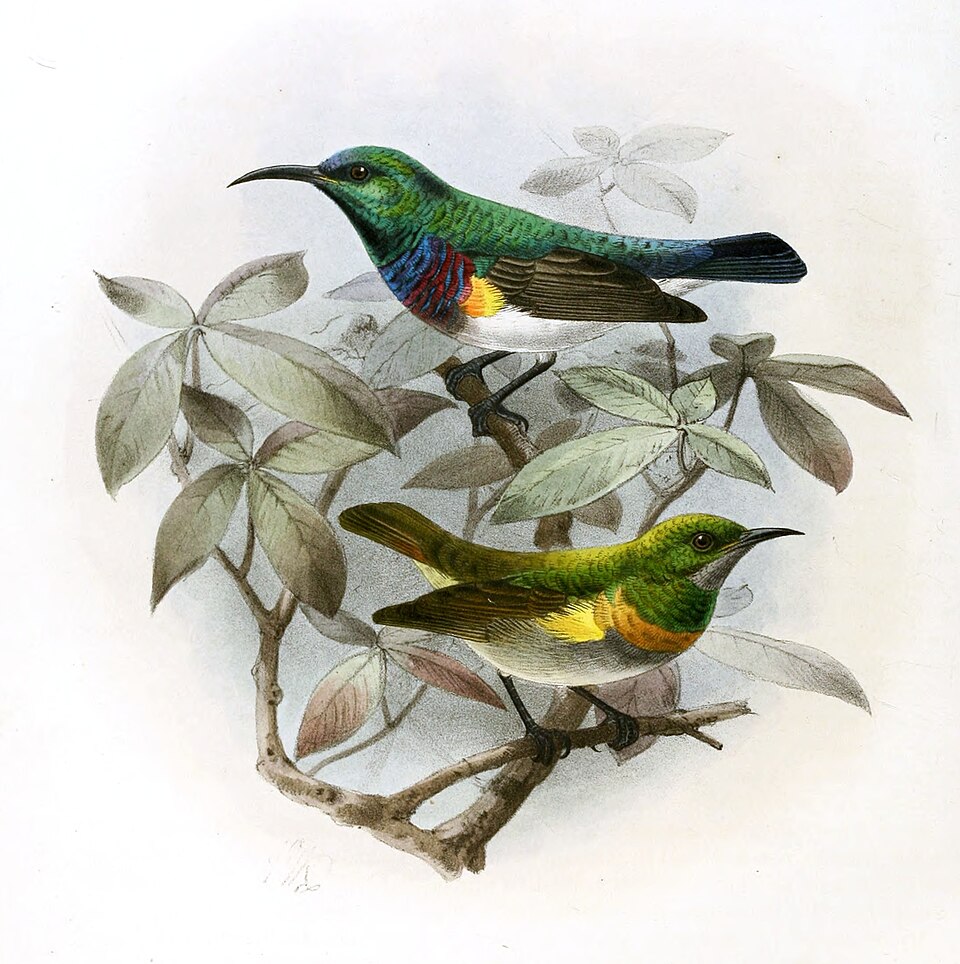 Oustalet's Sunbird