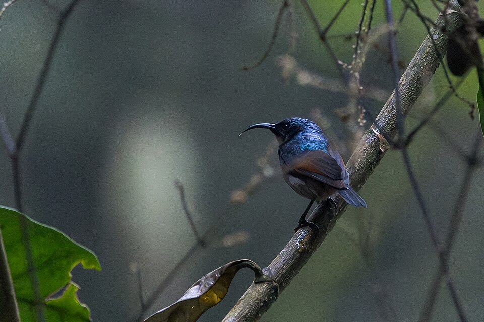 Rufous-winged Sunbird