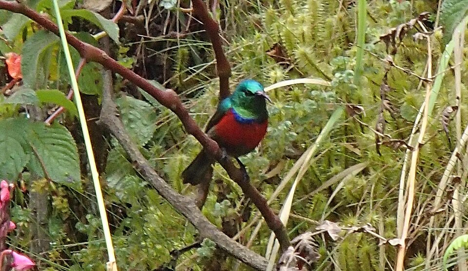Rwenzori Double-collared Sunbird
