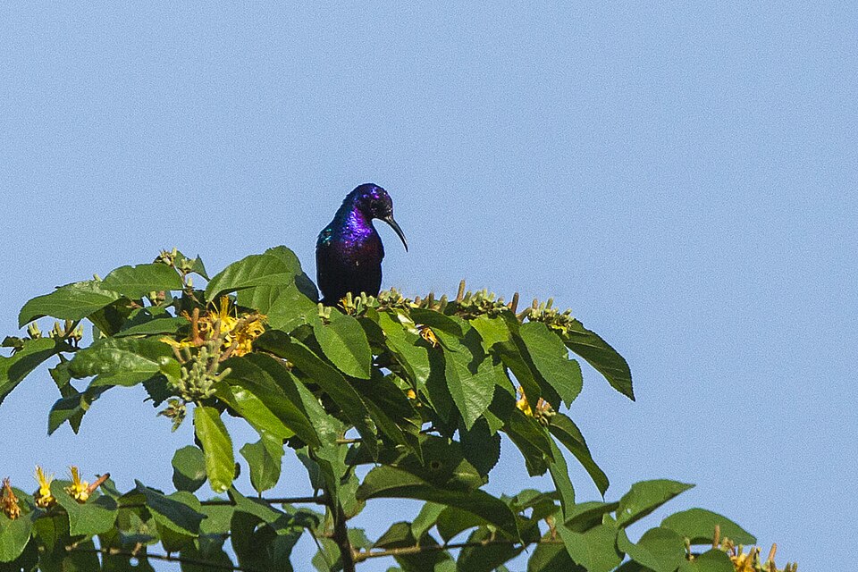 Superb Sunbird