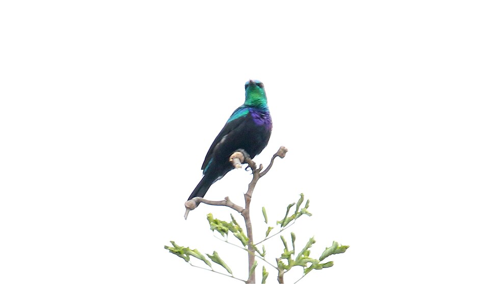 Tsavo Sunbird