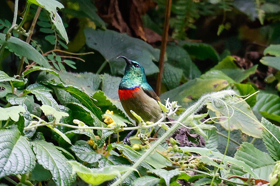 Usambara Double-collared Sunbird