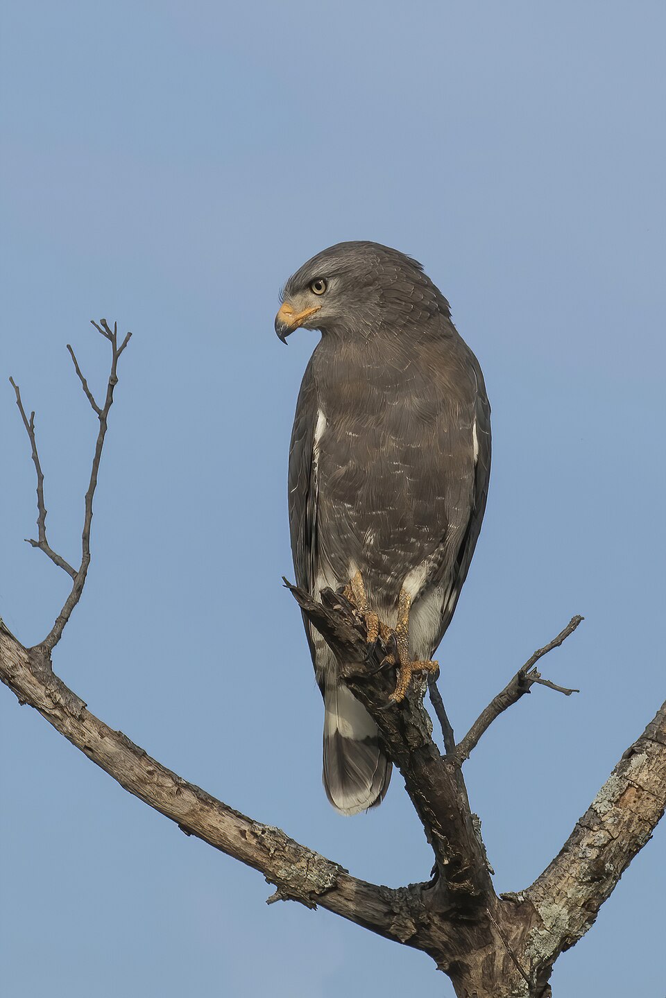 Western Banded Snake Eagle