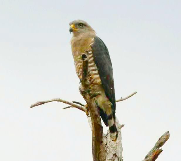 Southern Banded Snake Eagle