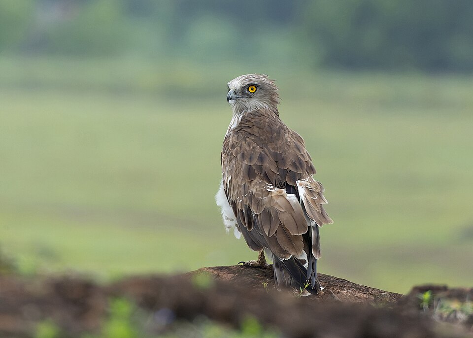 Short-toed Snake Eagle