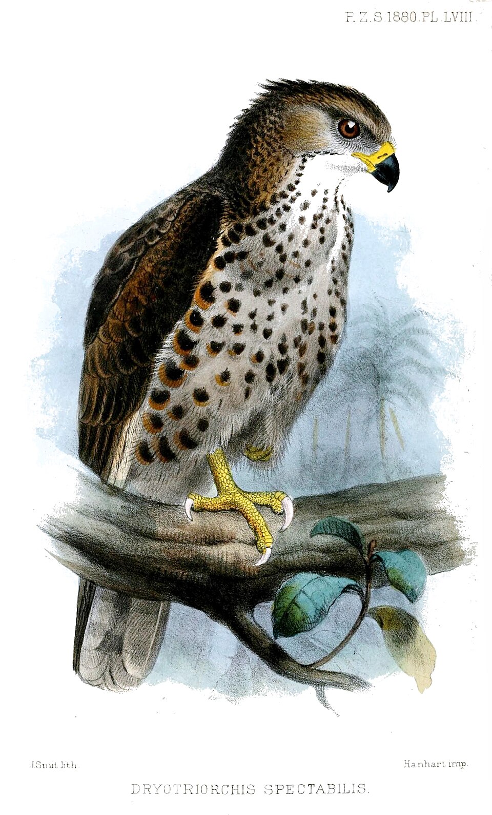 Congo Serpent Eagle