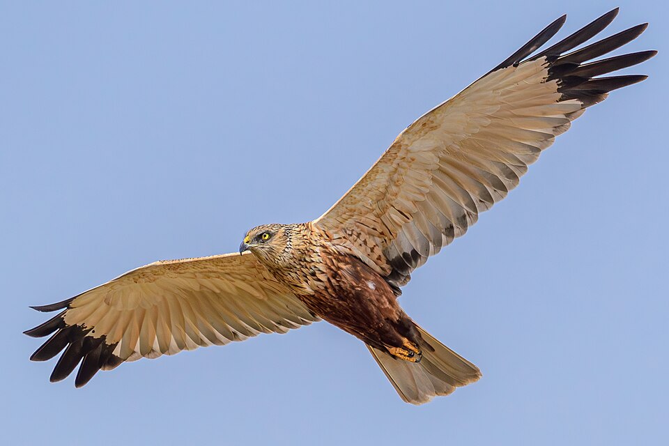 Western Marsh Harrier