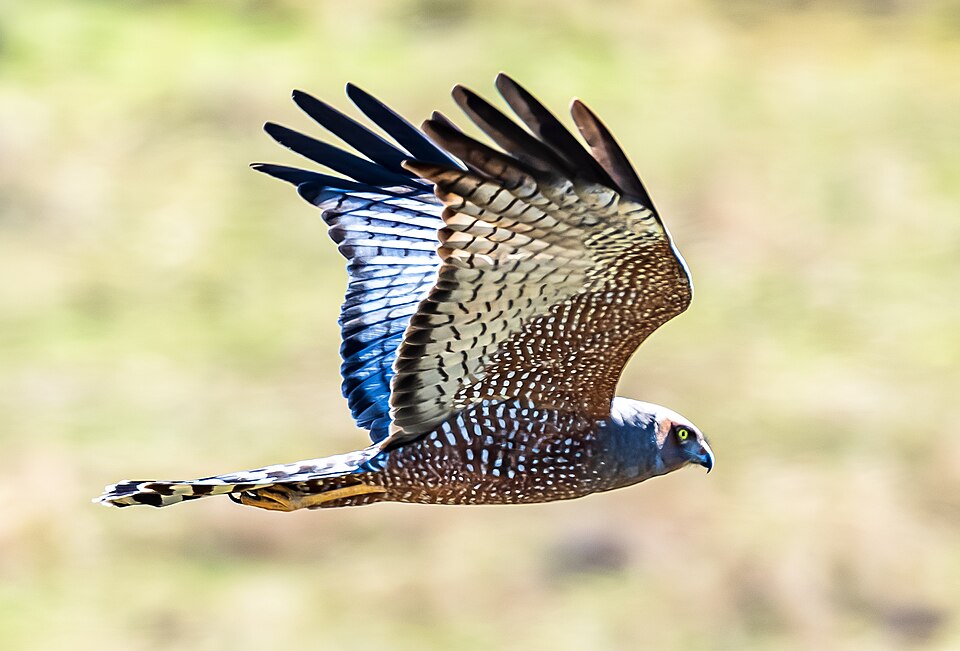 Spotted Harrier