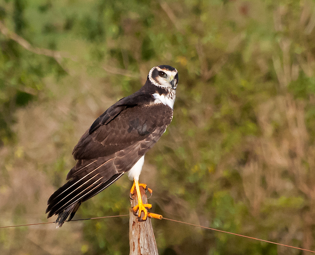 Long-winged Harrier