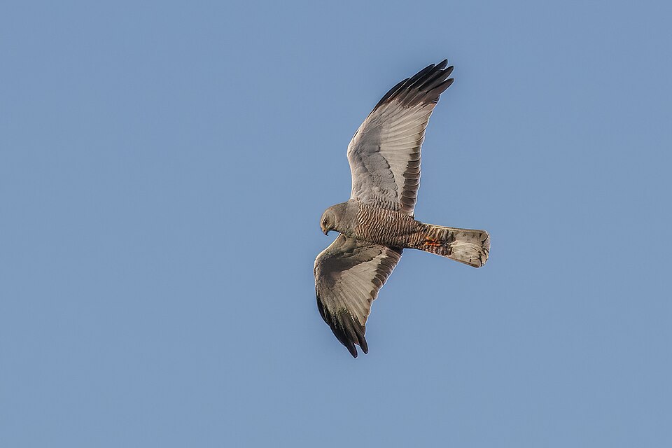 Cinereous Harrier