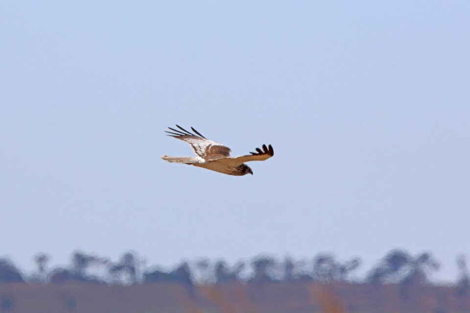 Malagasy Harrier