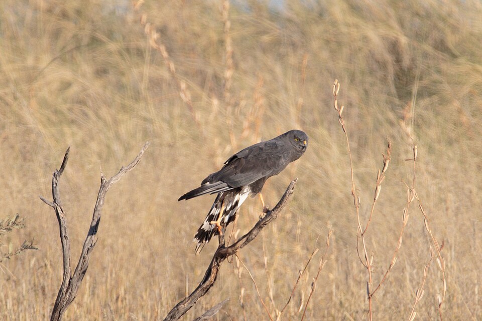 Black Harrier