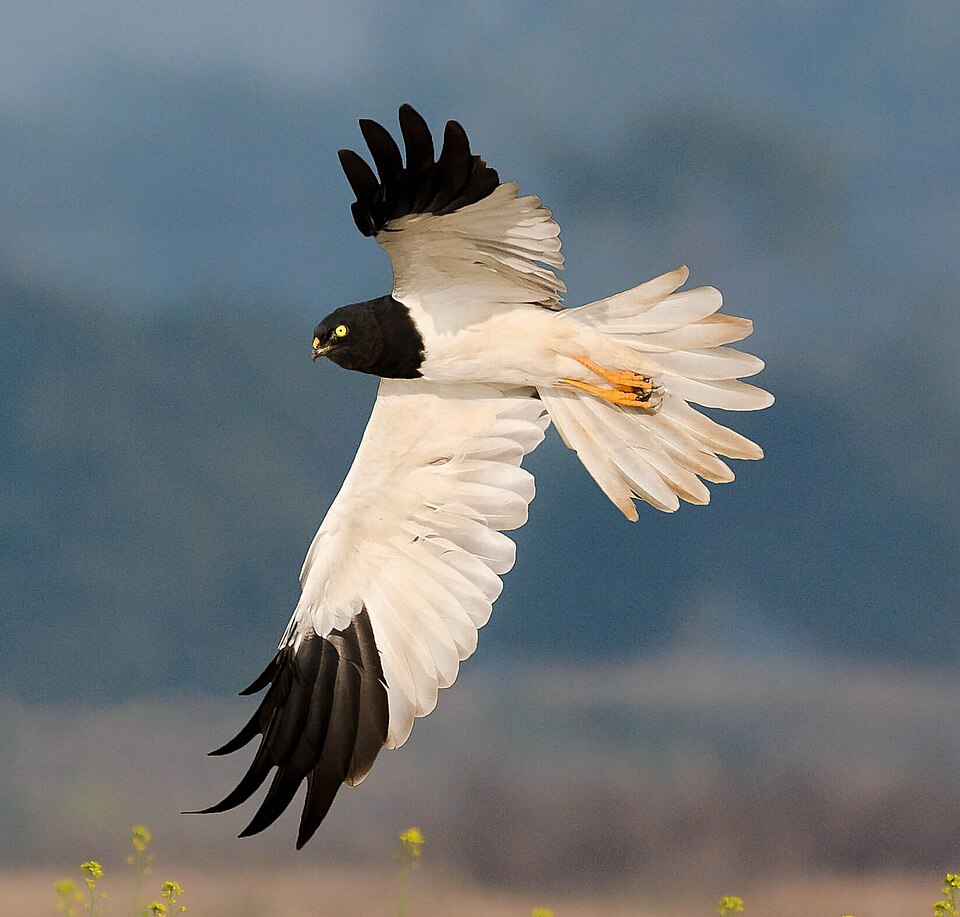 Pied Harrier