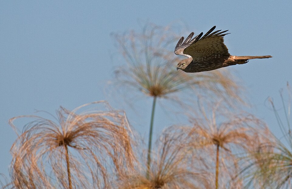 African Marsh Harrier