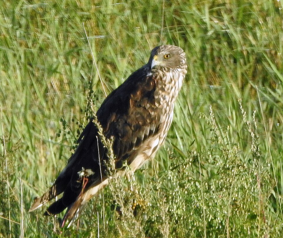 Eastern Marsh Harrier