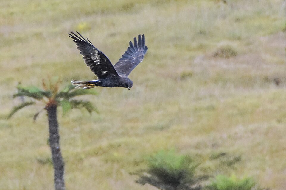 Papuan Harrier