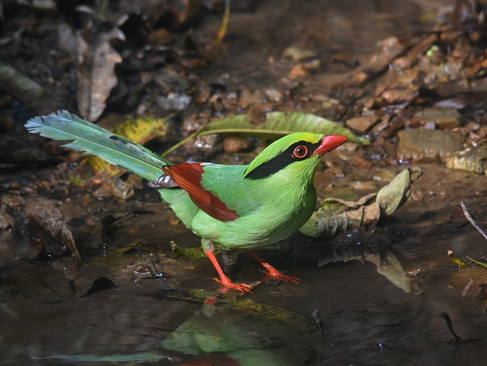 Common Green Magpie
