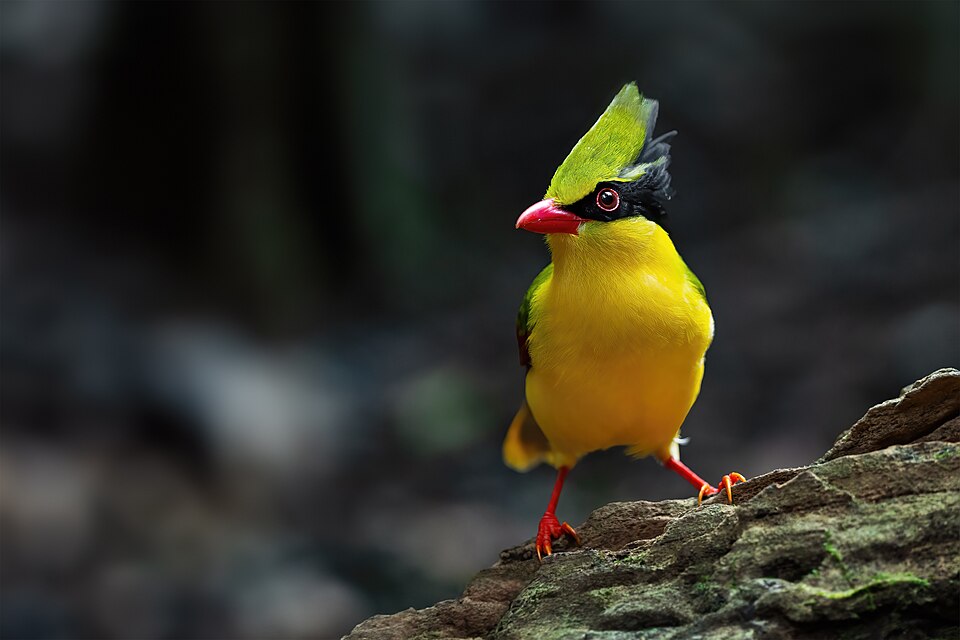 Indochinese Green Magpie