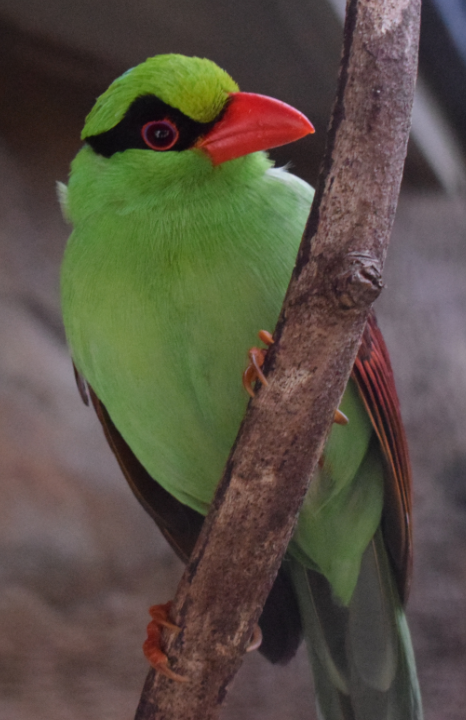 Javan Green Magpie