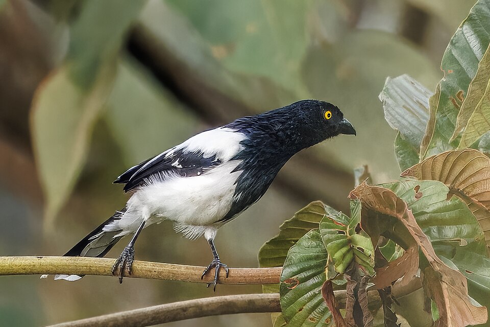 Magpie Tanager