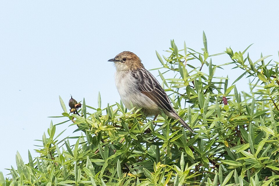 Aberdare Cisticola