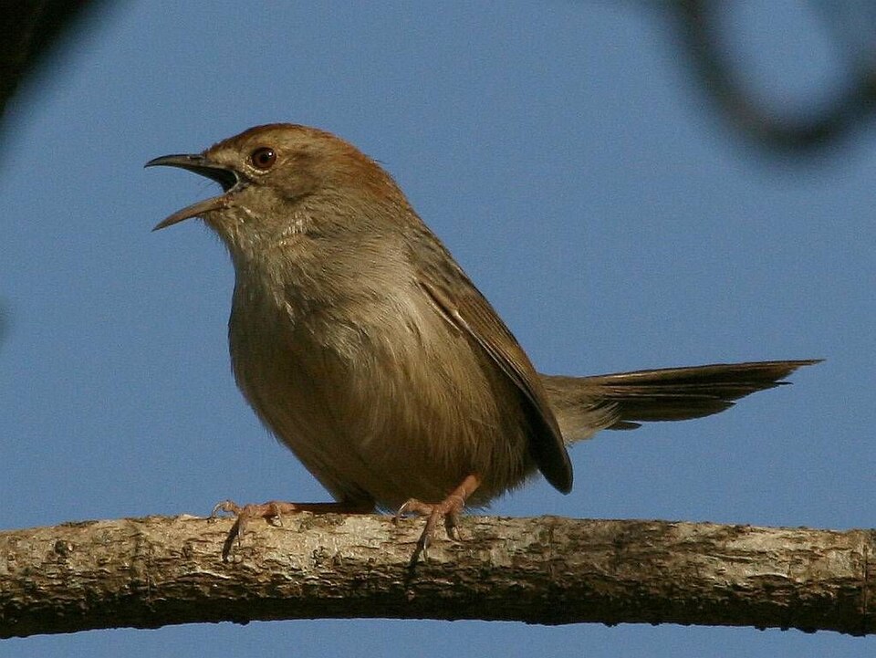 Lazy Cisticola