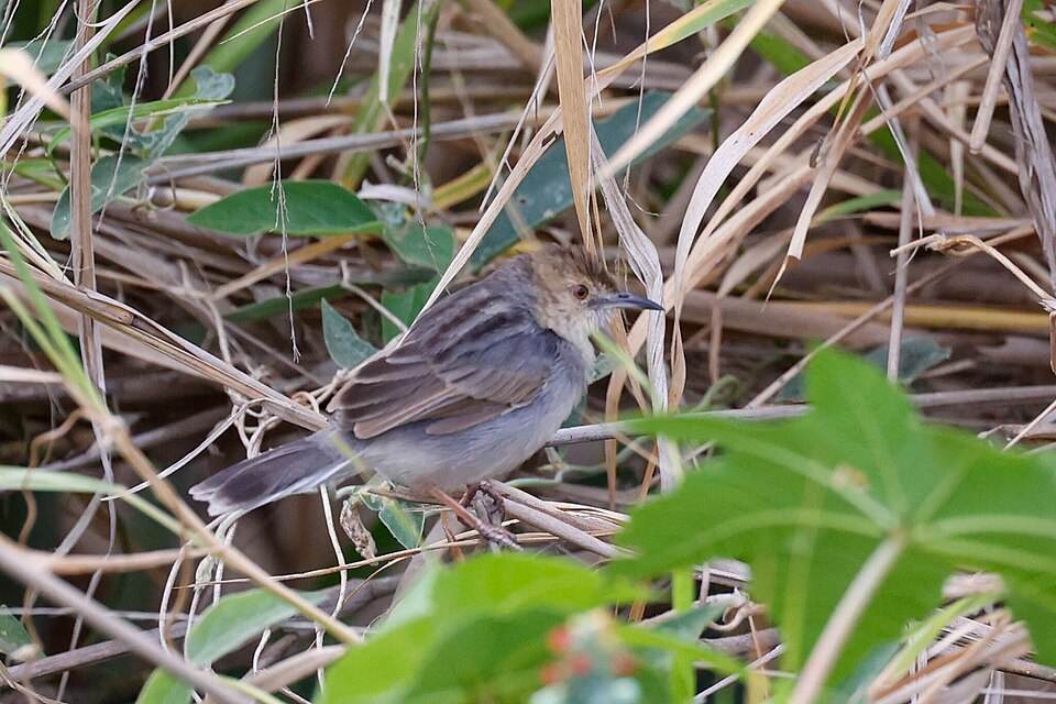 White-tailed Cisticola