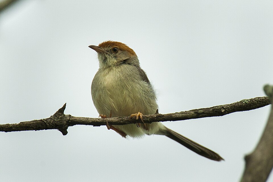 Long-tailed Cisticola