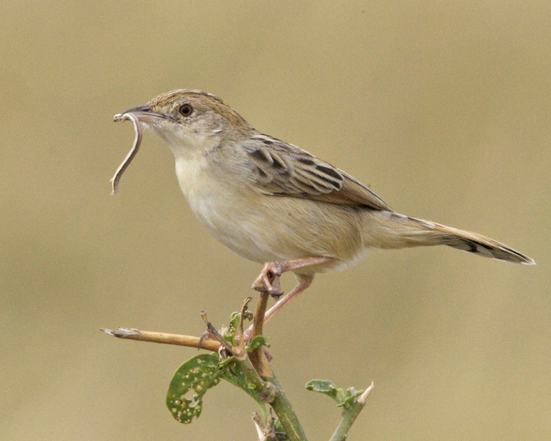 Desert Cisticola