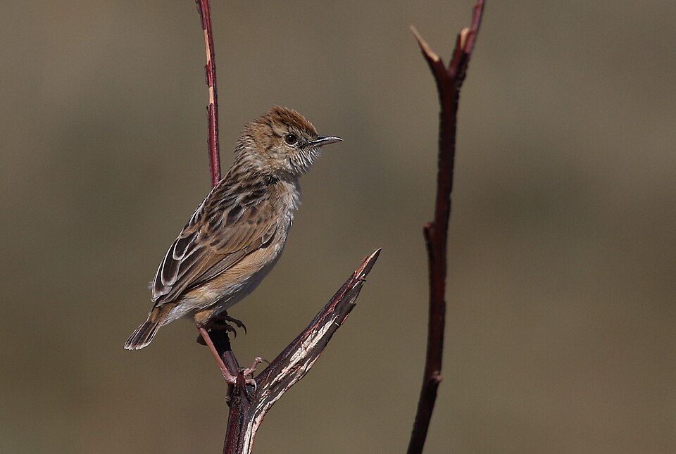 Wing-snapping Cisticola