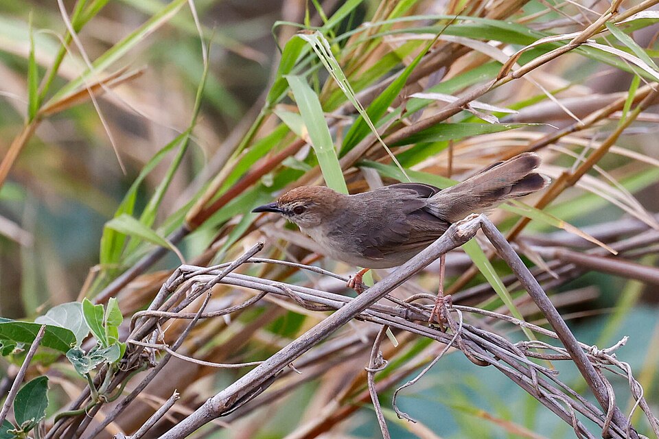 Kilombero Cisticola