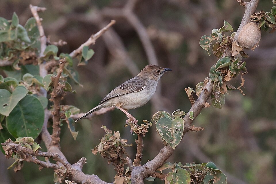 Boran Cisticola