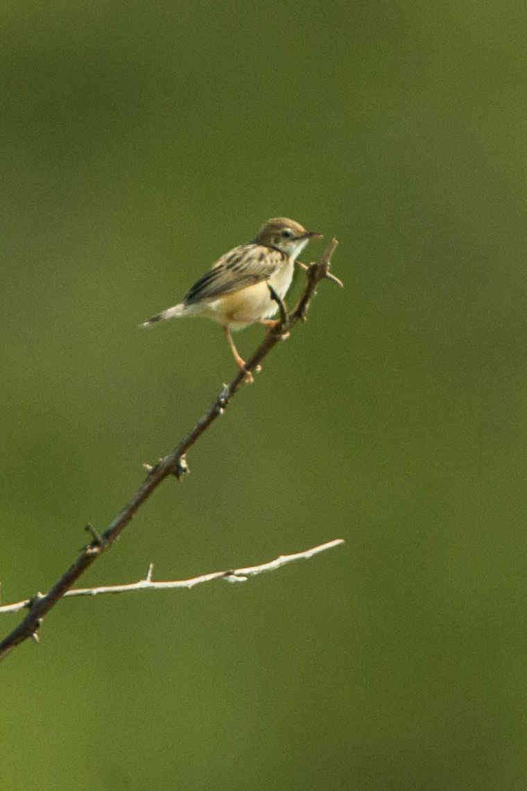 Short-winged Cisticola