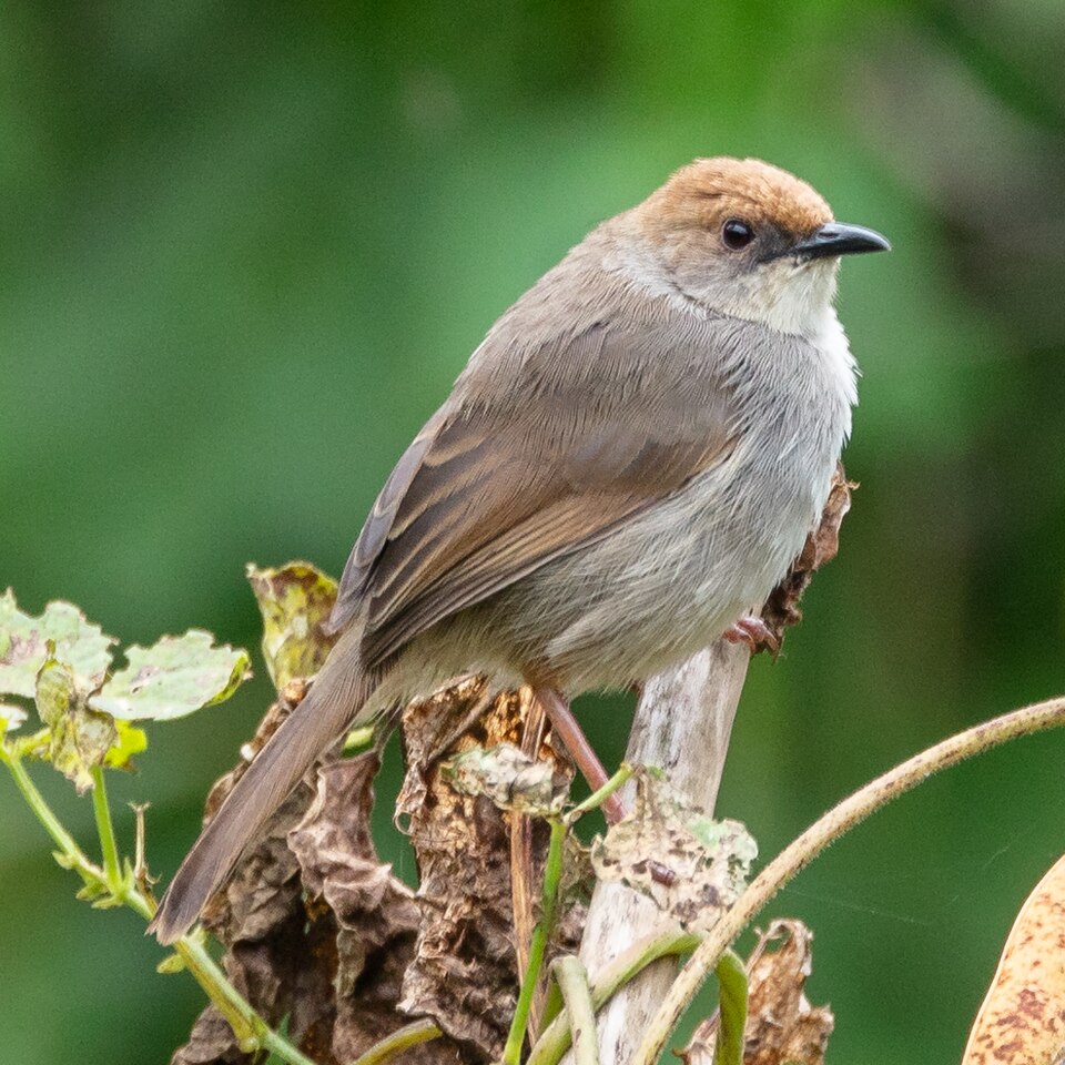 Singing Cisticola