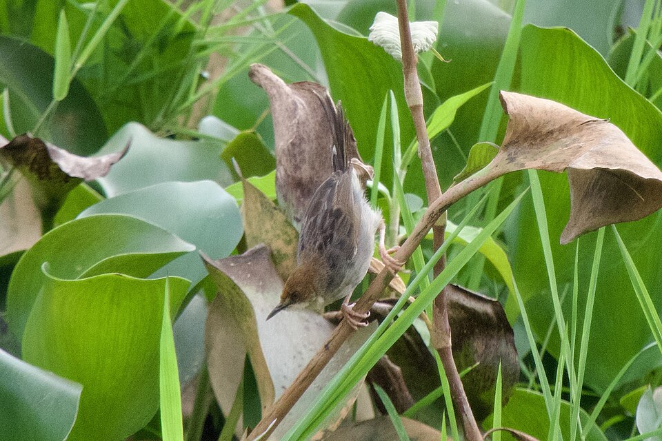 Carruthers's Cisticola