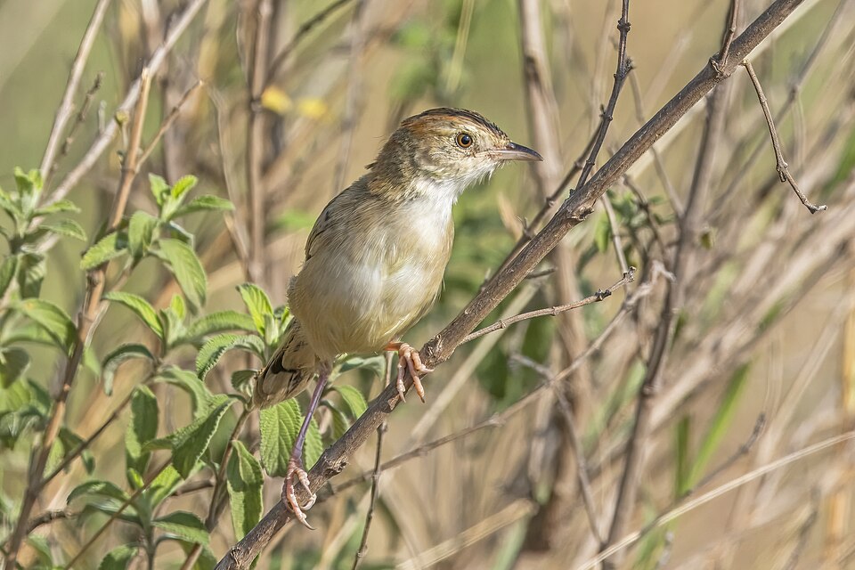 Rattling Cisticola
