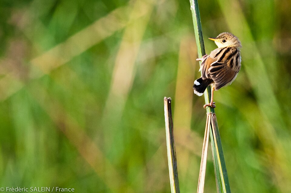 Ashy Cisticola