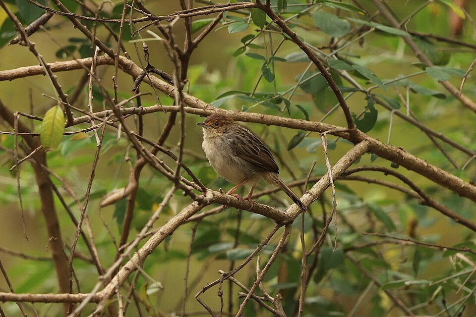 Lynes's Cisticola