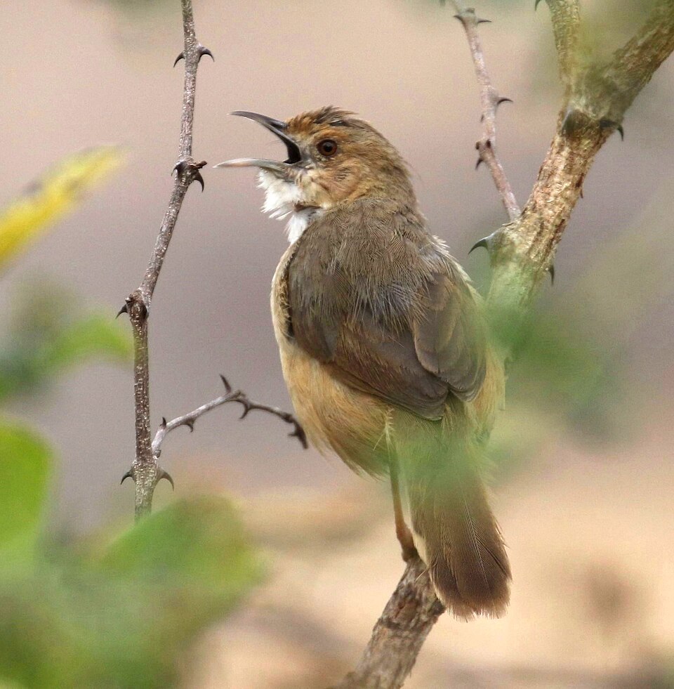 Red-faced Cisticola