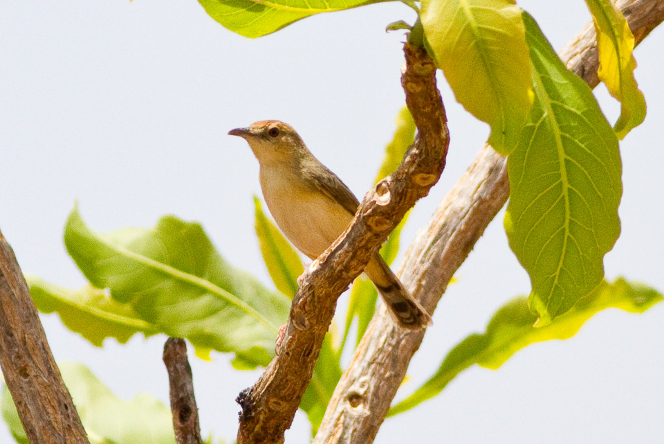 Dorst's Cisticola