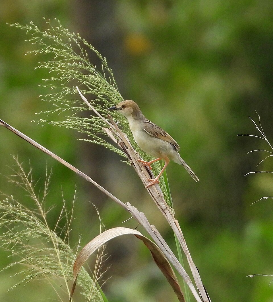 Coastal Cisticola