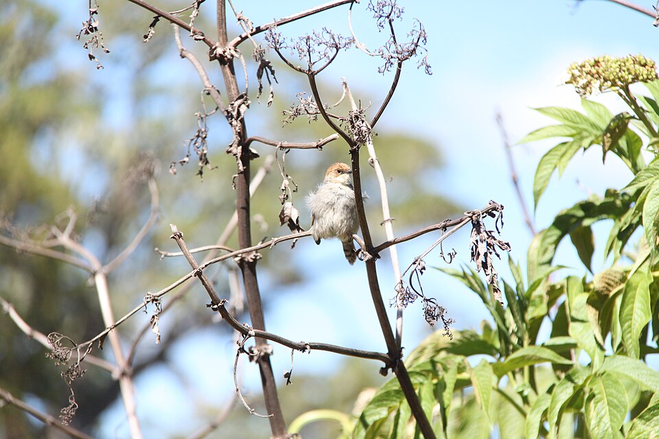 Hunter's Cisticola