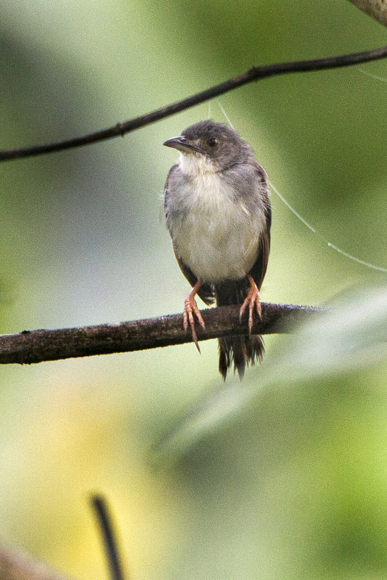 Whistling Cisticola