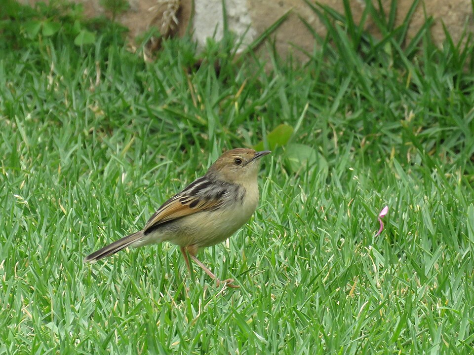 Ethiopian Cisticola