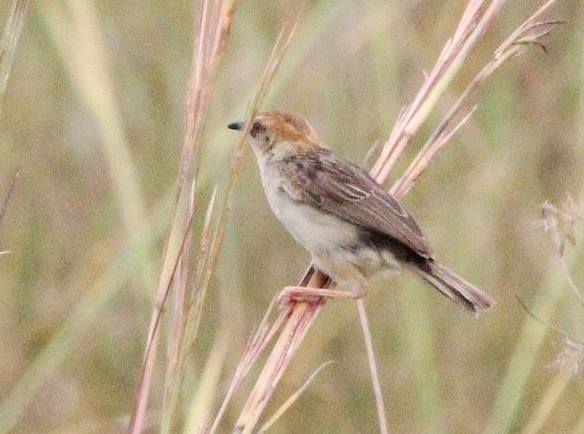 Winding Cisticola