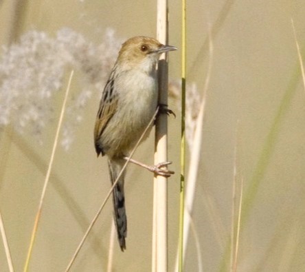 Chirping Cisticola