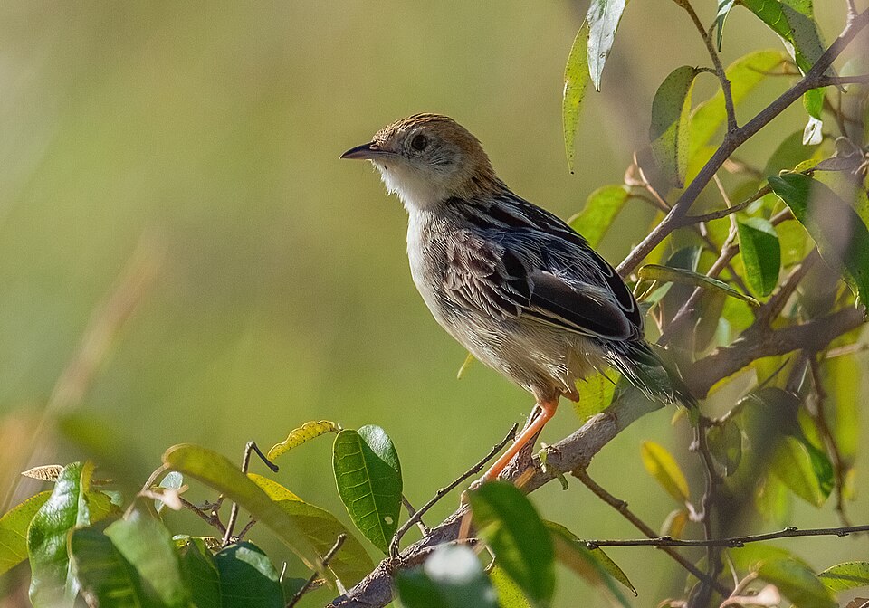 Stout Cisticola