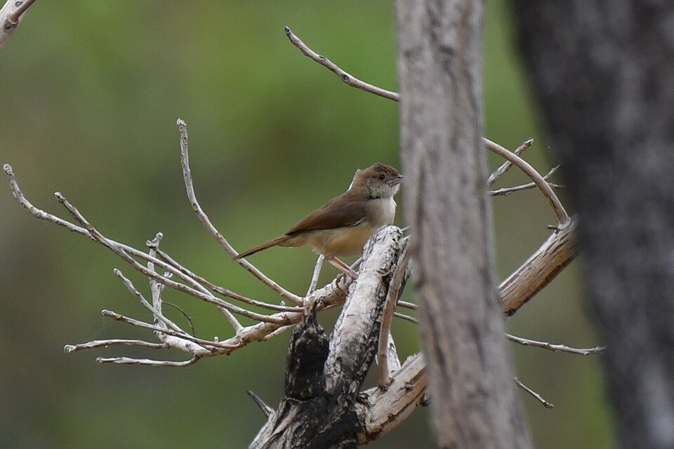 Rufous Cisticola
