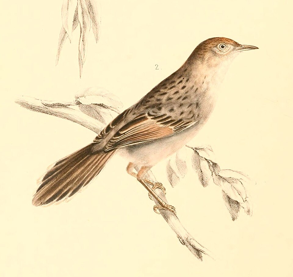 Grey-backed Cisticola