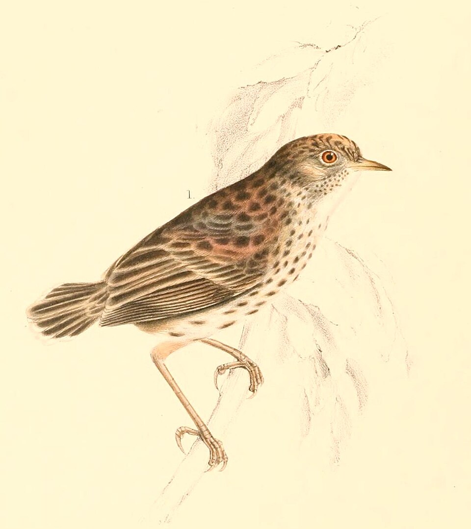 Cloud Cisticola